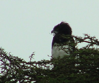 Black-chested Snake-Eagle2.jpg