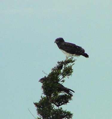Black-chested Snake-Eagle3.jpg