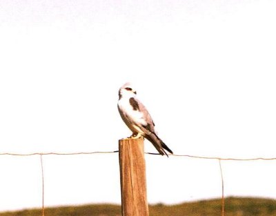 Black-shouldered Kite.jpg