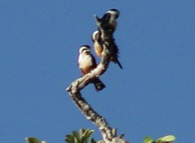 Collared Falconet.jpg