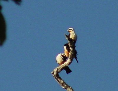 Collared Falconet2.jpg