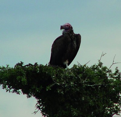 Lappet-faced Vulture.jpg