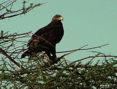 Steppe Eagle.jpg