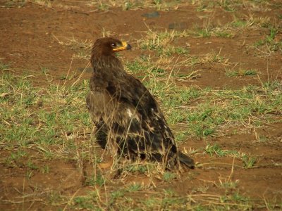 Steppe Eagle3.jpg
