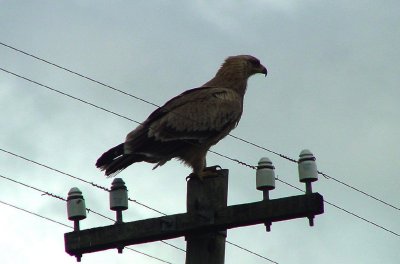 Tawny Eagle2.jpg