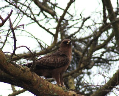 Tawny Eagle3.jpg