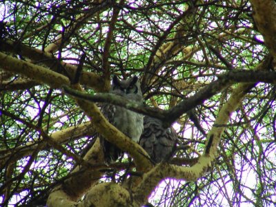 Verreaux's Eagle Owl2.jpg