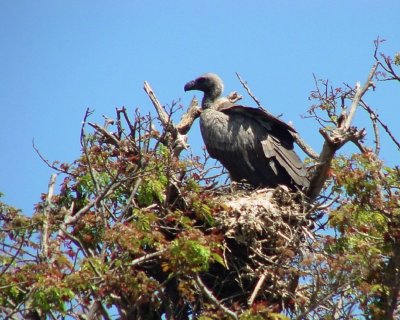 White-backed Vulture2.jpg