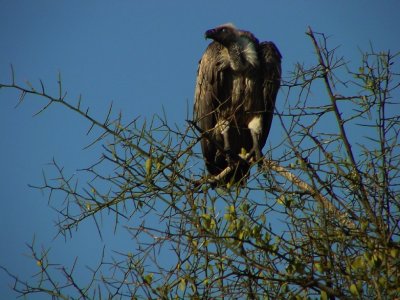White-backed Vulture3.jpg