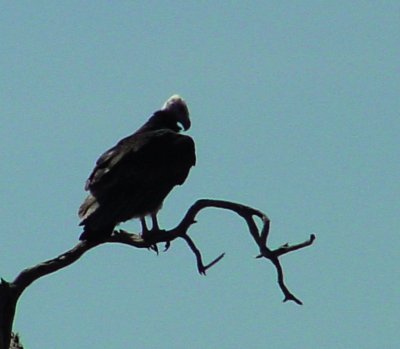 White-headed Vulture.jpg