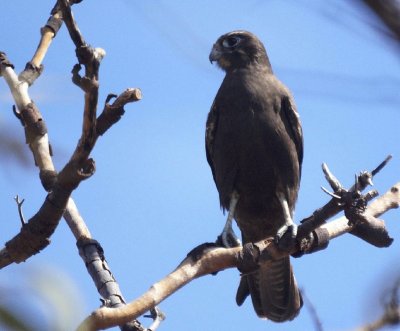 Black Falcon 2.jpg