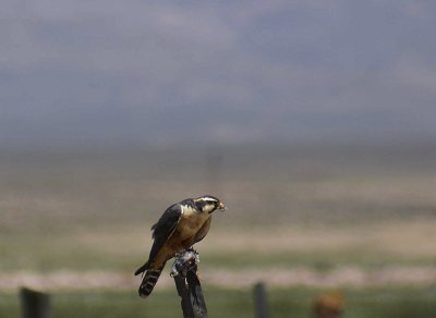 Aplomado Falcon.jpg