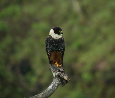Bat Falcon.jpg