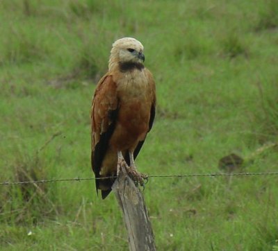 Black-collared Hawk.jpg