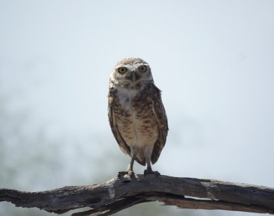 Burrowing Owl 2.jpg