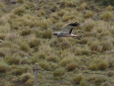 Cinereous Harrier.jpg