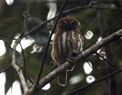 Ferruginous Pygmy- Owl.jpg