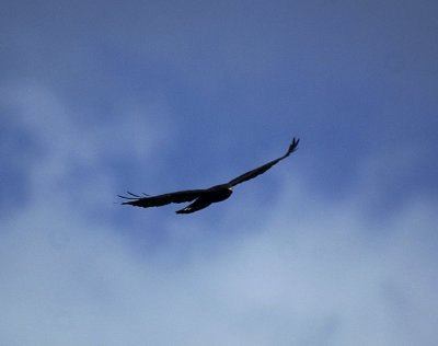 Great Black Hawk 2.jpg