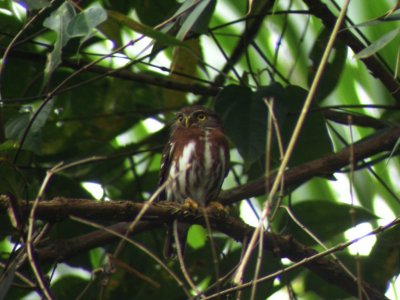 Least Pygmy Owl.jpg