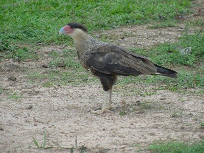Southern Caracara.jpg