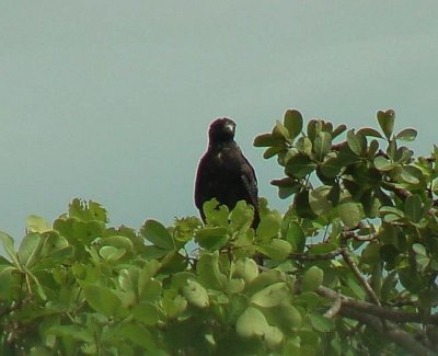 White-taied Hawk.jpg