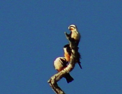 Collared Falconet 2.jpg