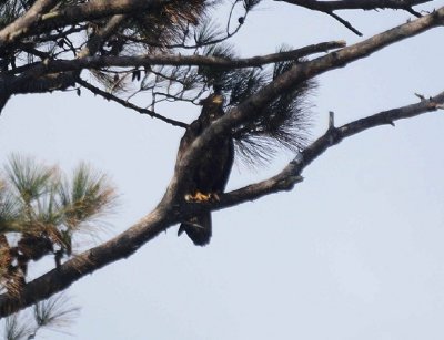 62. Bald eagle juvenile.jpg