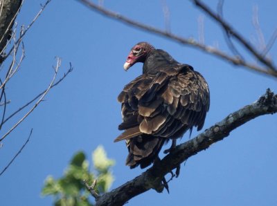 65. Turkey Vulture.jpg