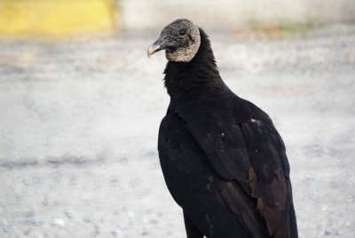 66. Black Vulture.jpg