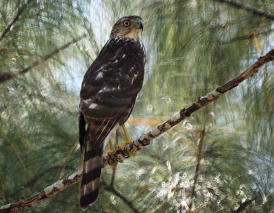 69. Sharp-shinned Hawk juvenile female.jpg