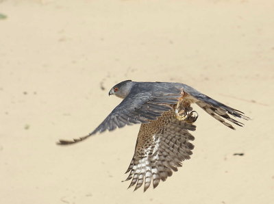 71. Cooper's Hawk adult femalejpg.jpg