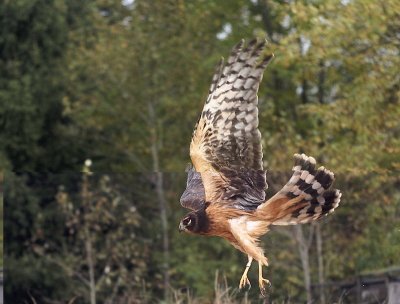 78. Northern Harrier juvenile female.jpg