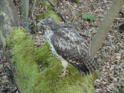 82. Red-shouldered Hawk Juvenile.jpg