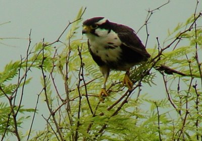 96. Aplomado Falcon.jpg