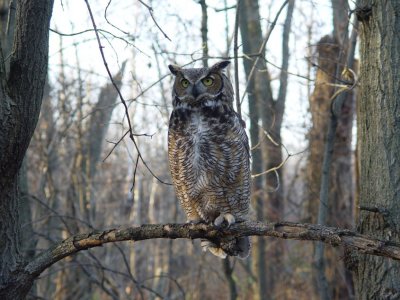 188. Great Horned Owl.jpg