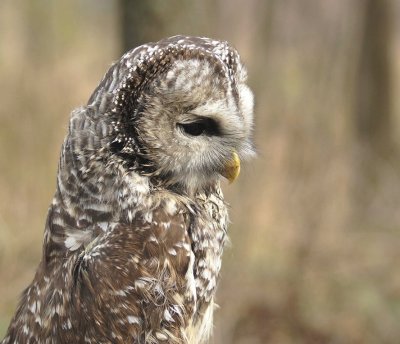191. Barred Owl.jpg