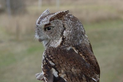 196. Eastern Screech-Owl.jpg
