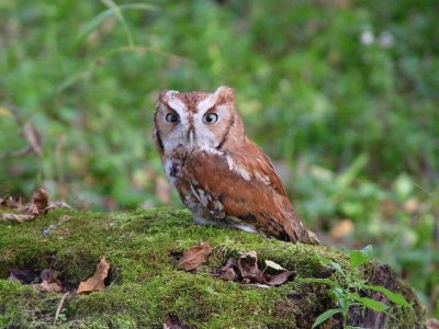 197. Eastern Screech-Owl.jpg