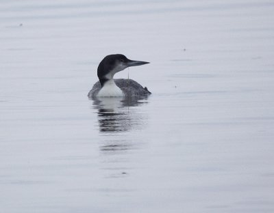 0. Common Loon.jpg