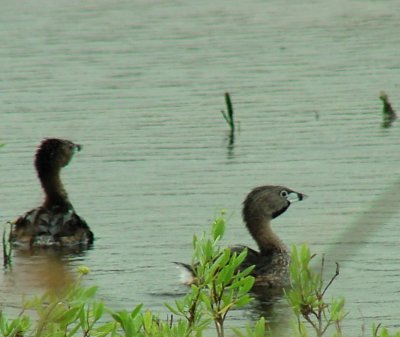 1. Pied-billed Grebe.jpg