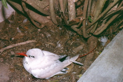10. Red-tailed Tropicbird.jpg