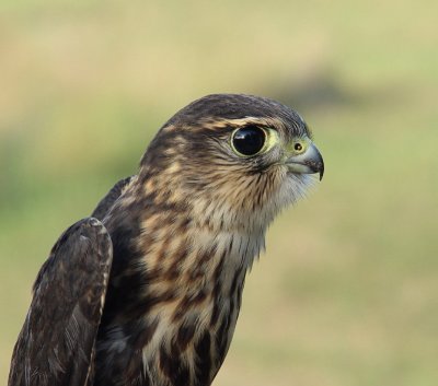 102. Merlin_juvenile male.jpg