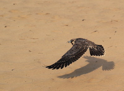 104. Peregrine Falcon juvenile male.jpg