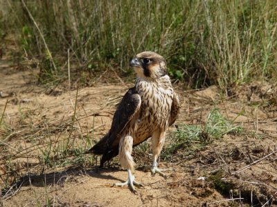 105. Peregrine Falcon juvenile male.jpg