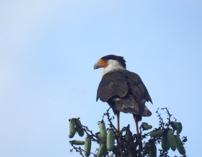 107. Caracara.jpg