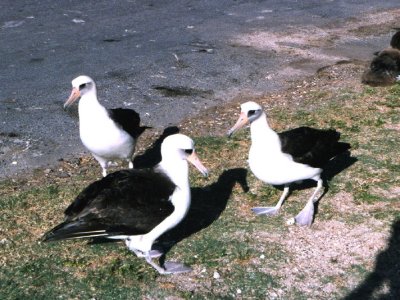 3. Laysan Albatross.jpg