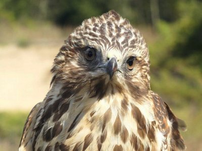 84. Broad-winged Hawk juvenile.jpg