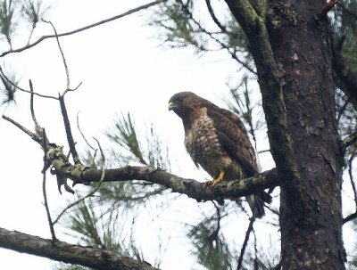 85. Broad-winged Hawk adult.jpg