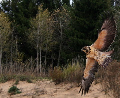 87. Swainson's Hawk juvenile.jpg