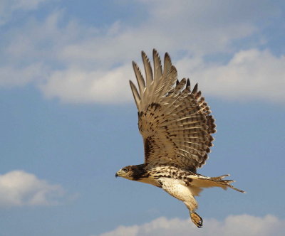89. Red-tailed Hawk juvenile.jpg
